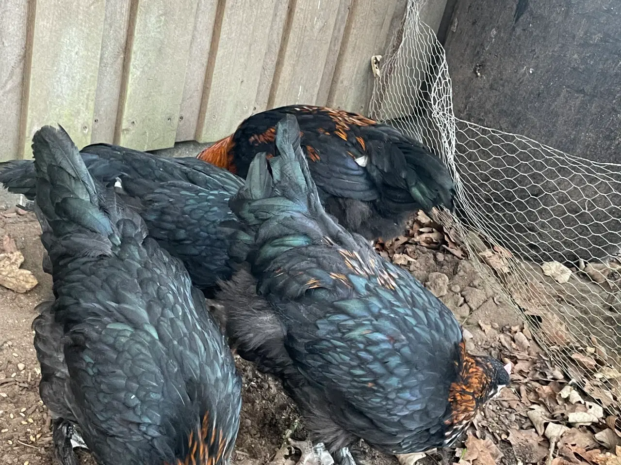 Billede 5 - Sort kopper Maran kyllinger 