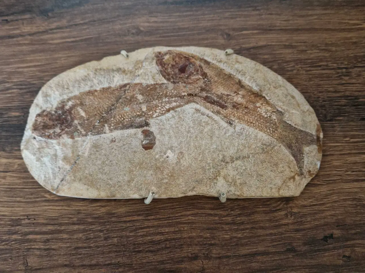 Billede 1 - Fossiler fra Brasilien fisk