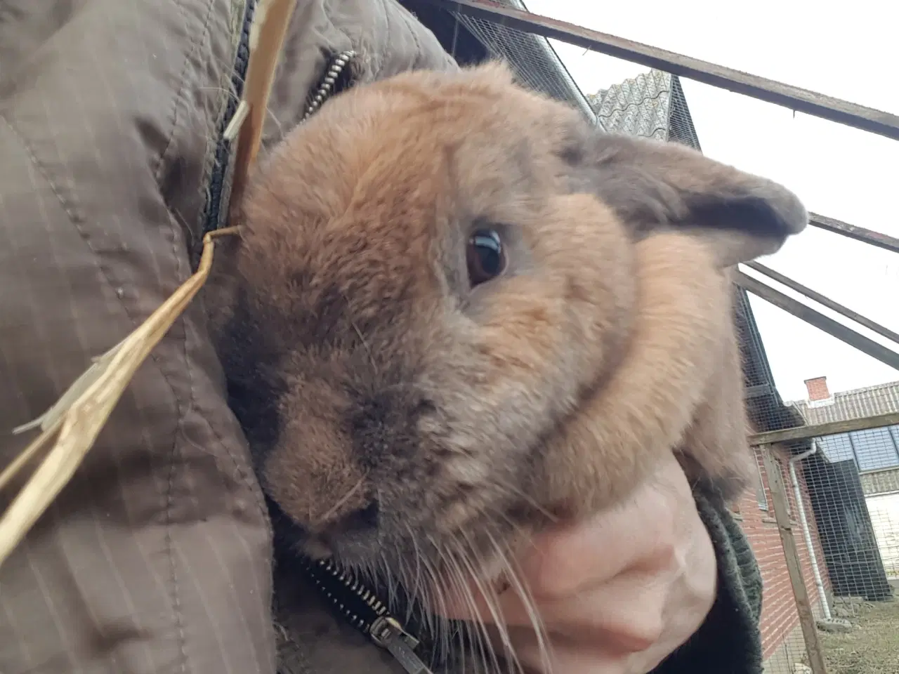 Billede 4 - Kanin