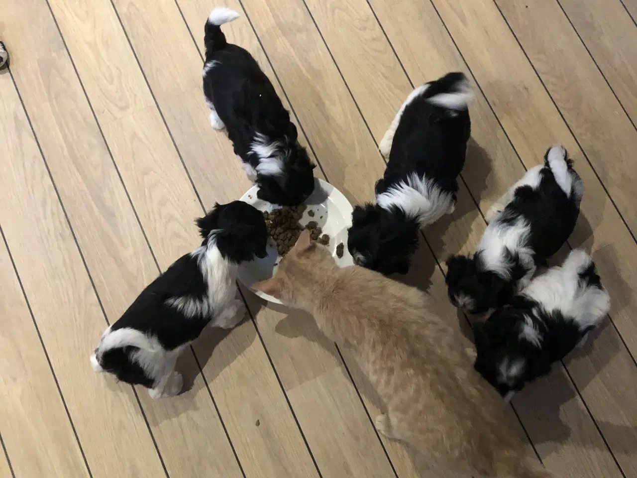 Billede 10 - Skønne plettede Lhasa-doodles hvalpe