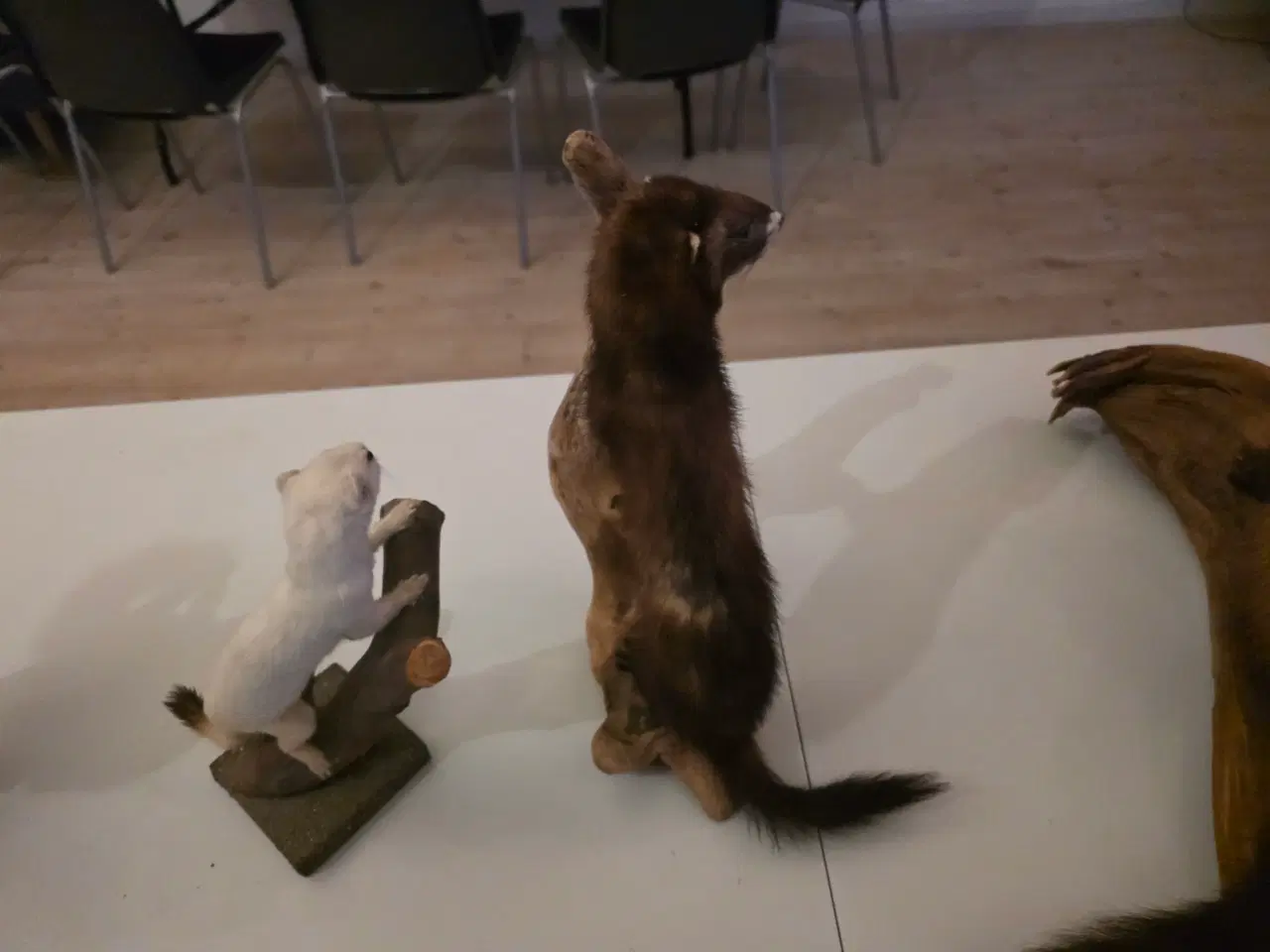 Billede 10 - Rovdyr og Egern, samlet eller hver for sig