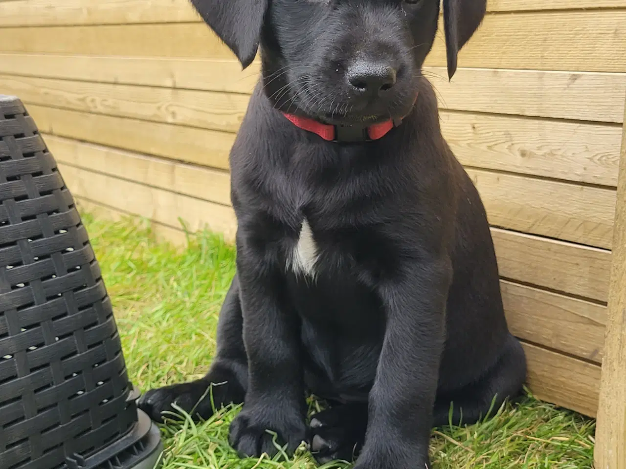 Billede 10 - Labrador formel 1 hunde hvalpe tæve 
