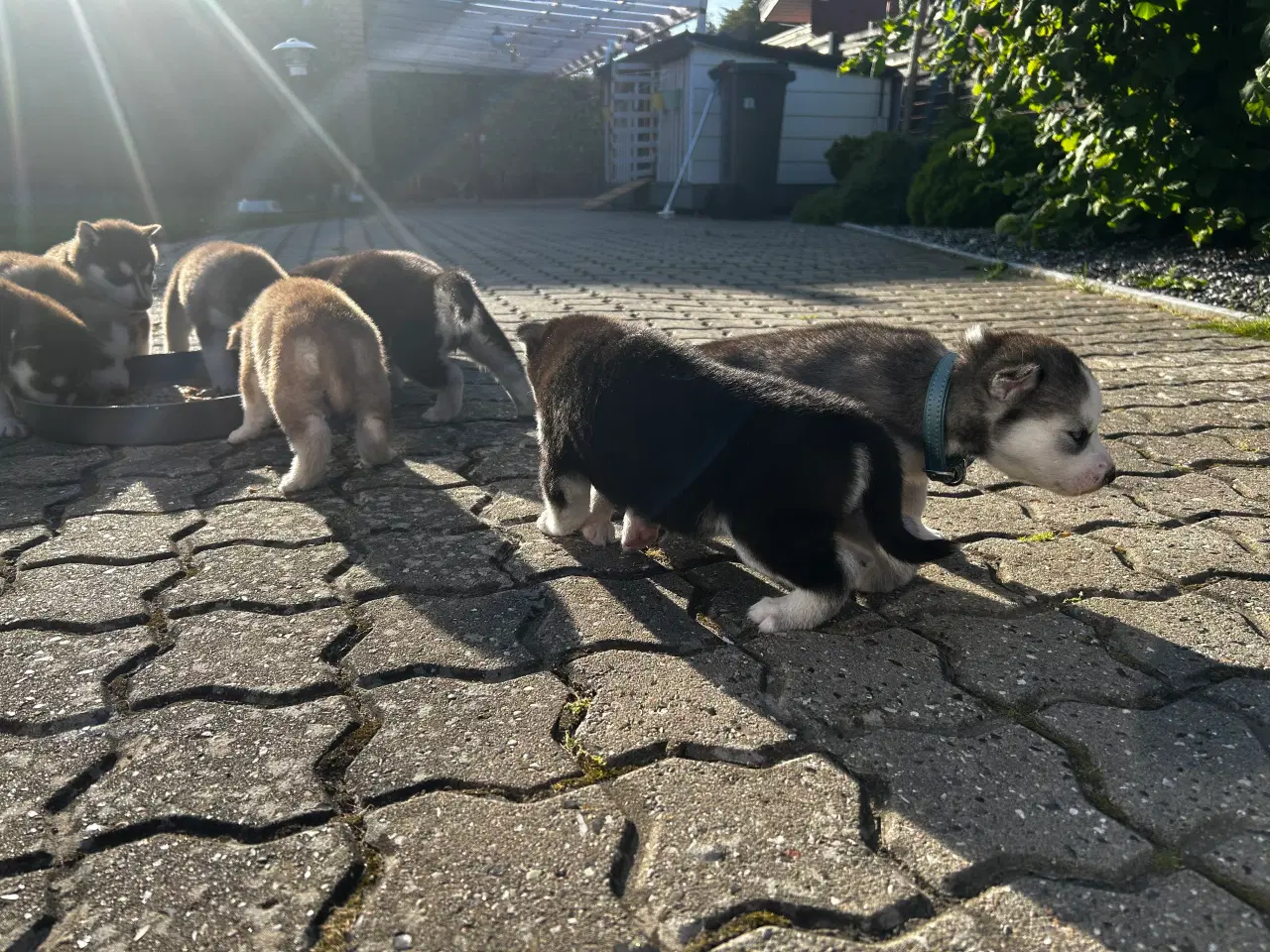 Billede 1 - Ægte husky hvalpe