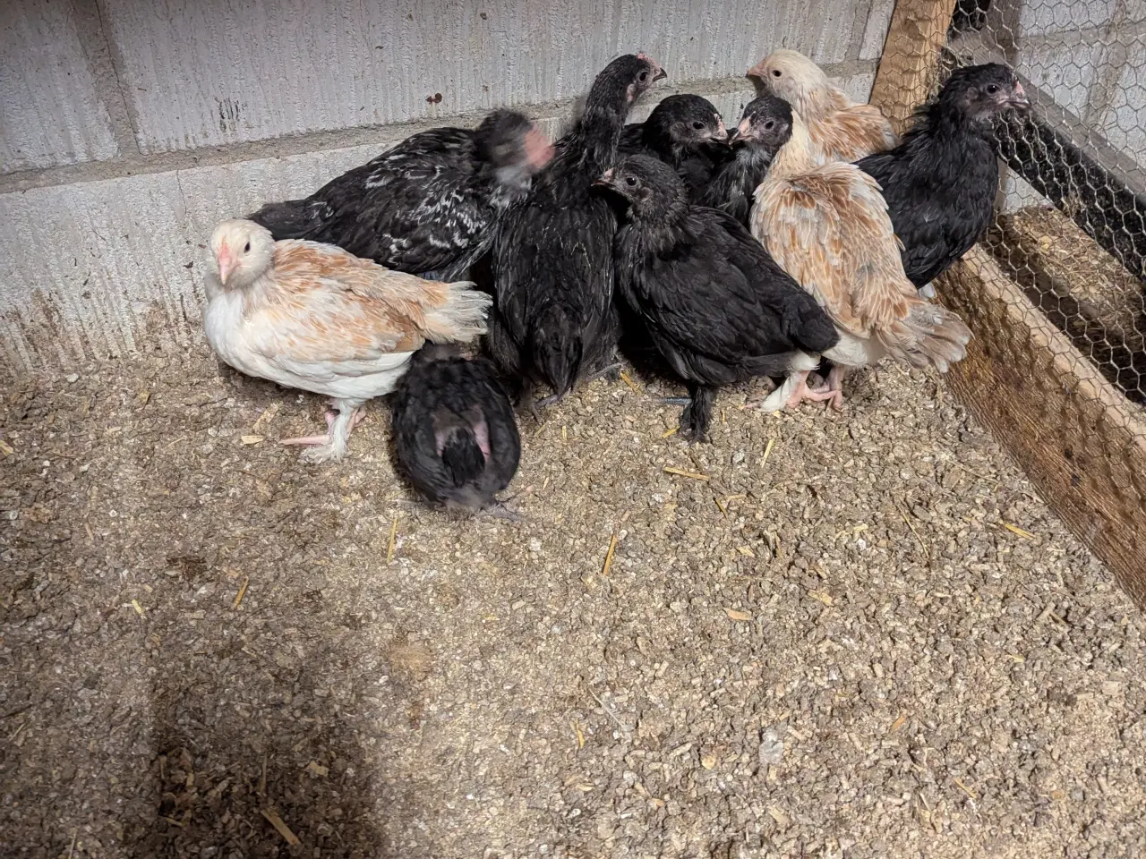 Billede 2 - Klækket ca 15-9 2025