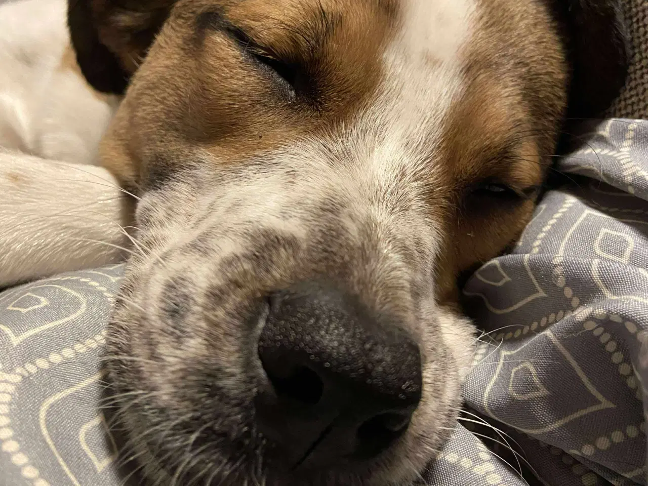 Billede 4 - Vigge - et smil på fire ben søger familie 🩷