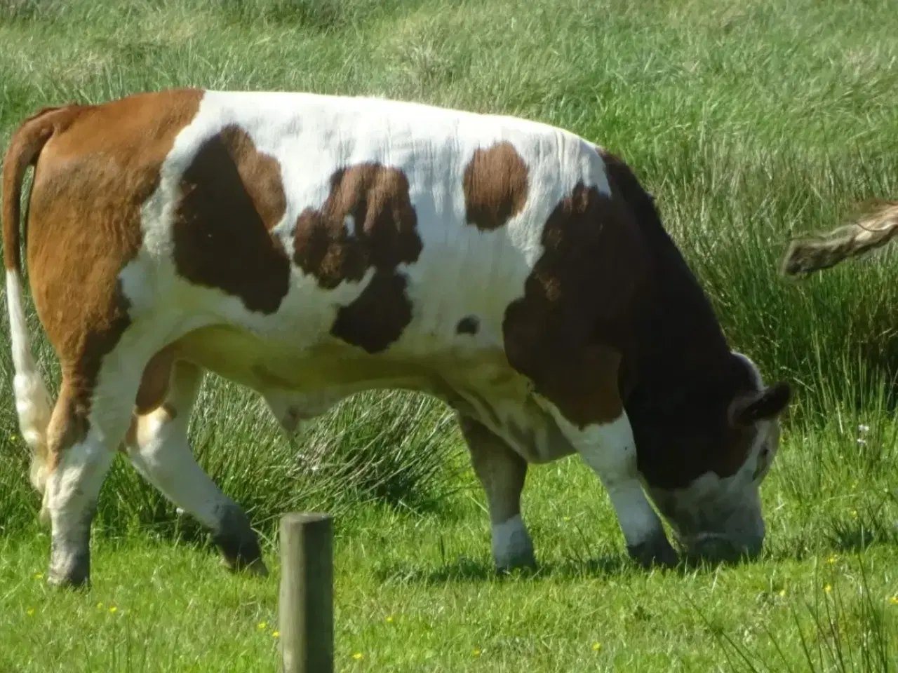 Billede 3 - Flot simmentaler tyr 