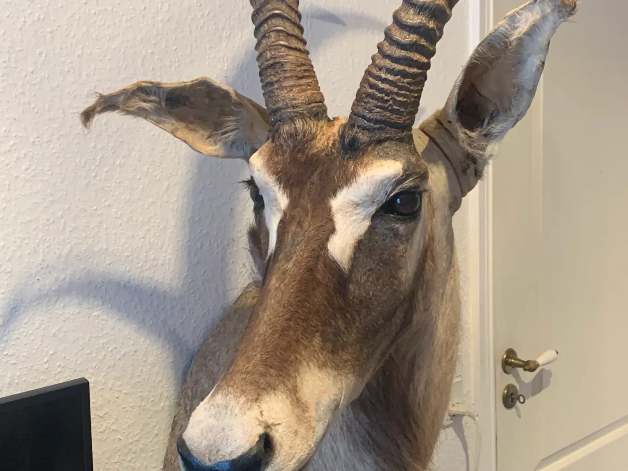 Billede 3 - Udstoppet Roan Antilope