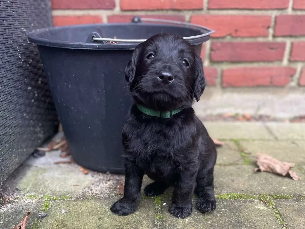 Billede 1 - Labradoodle 