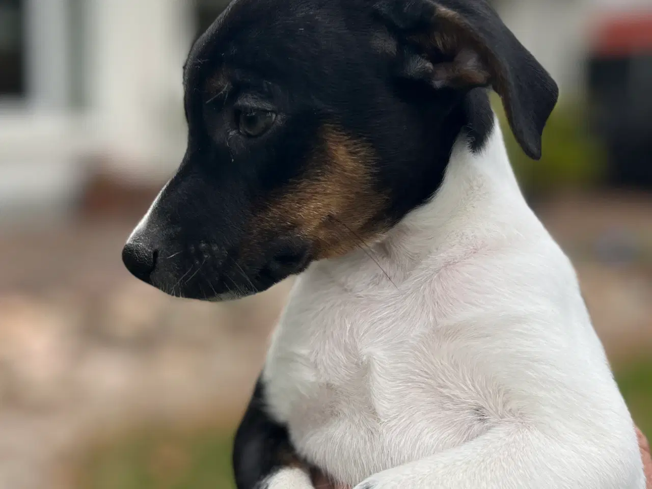 Billede 5 - Dansksvensk gårdhund hvalp