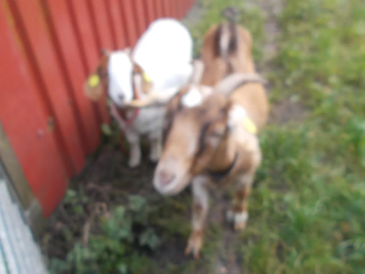 Billede 1 - dværgged