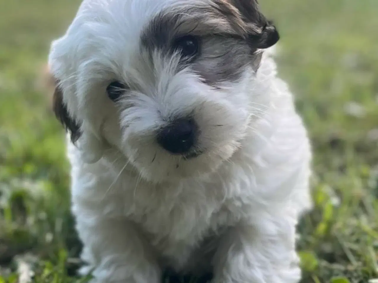 Billede 3 - Værtsfamilier søges