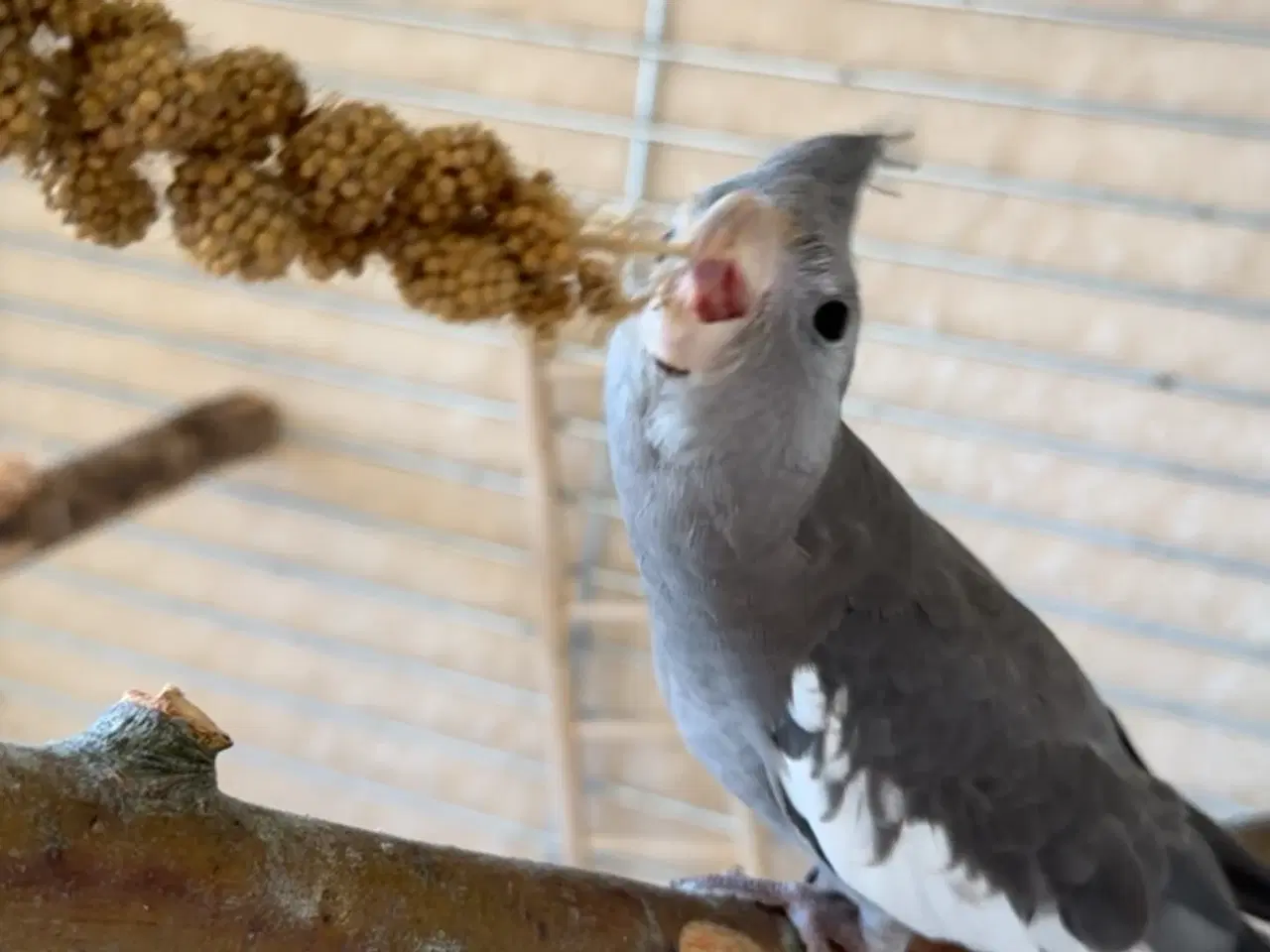 Billede 6 - Nymfeparskitter