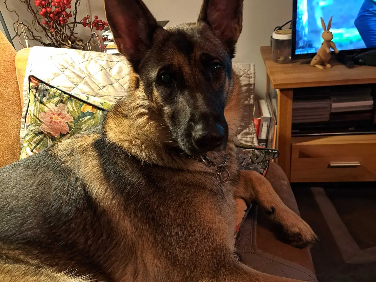 Billede 5 - Grå schæfer  tæve  til salg