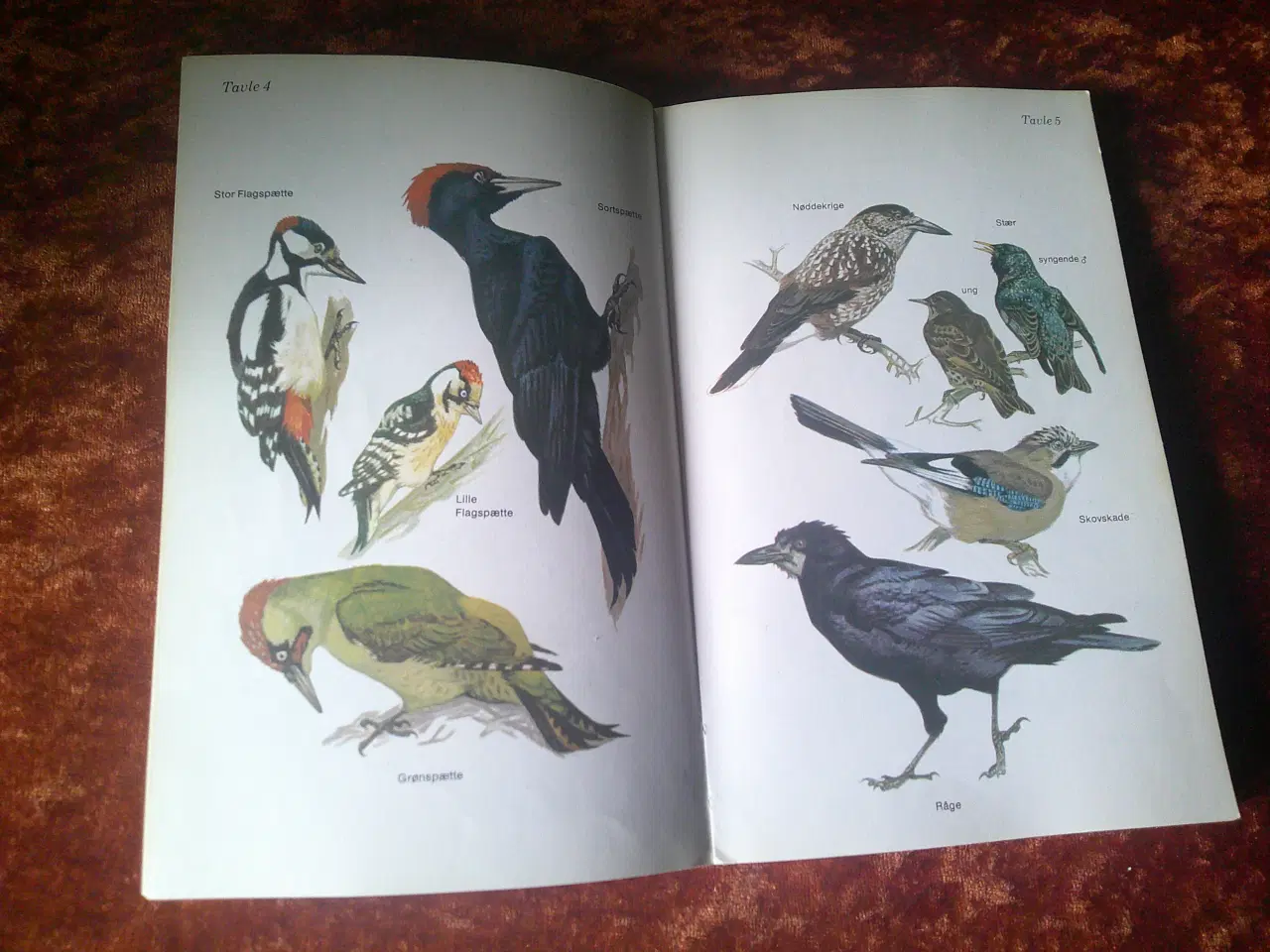 Billede 3 - Fuglene omkring os, Arne Broman, Eric Palmquist