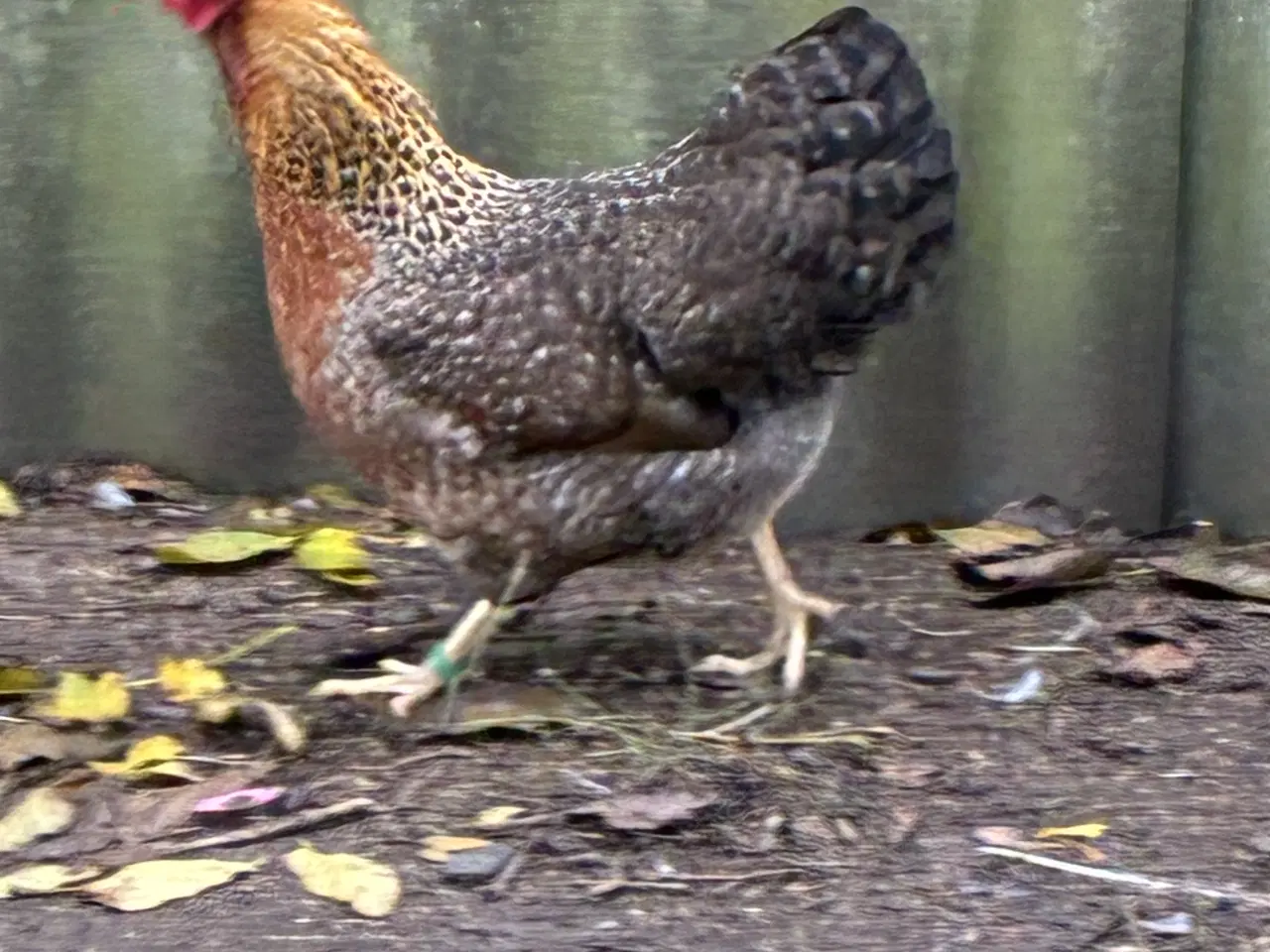 Billede 8 - Fjerkræ