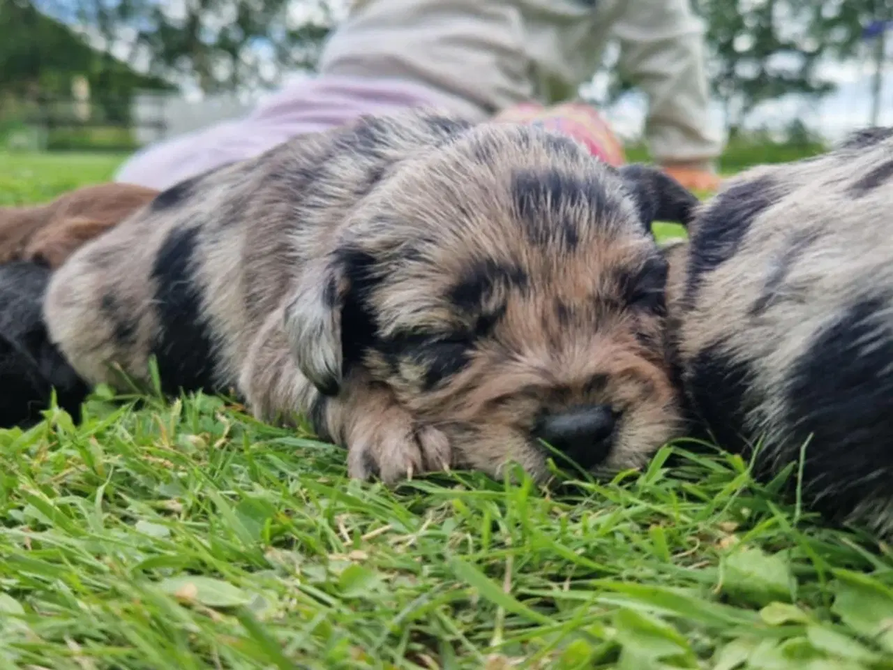 Billede 7 - Korthårede Froodel-hvalpe – robust familiehund 