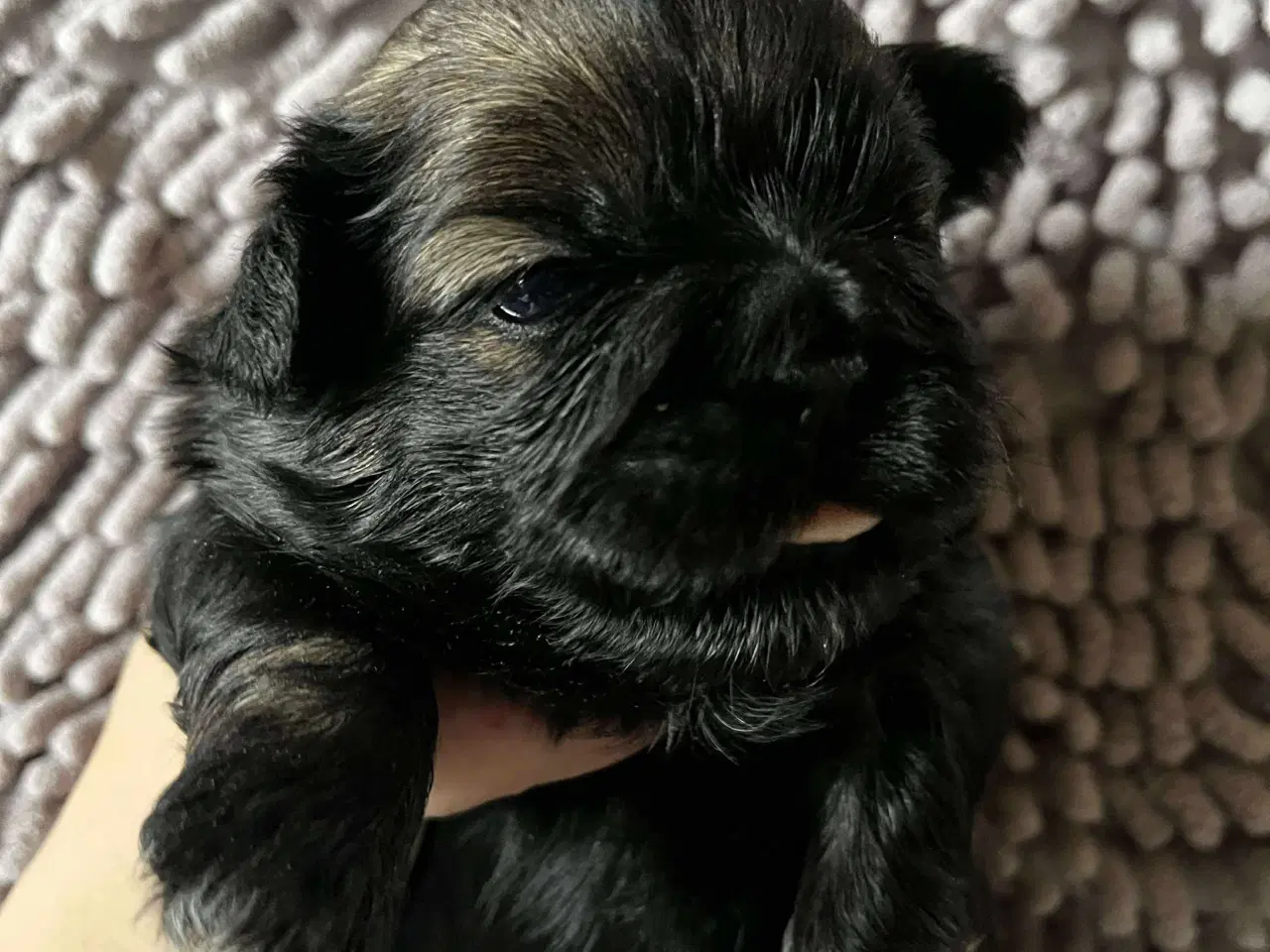 Billede 7 - Shih Tzu hvalpe