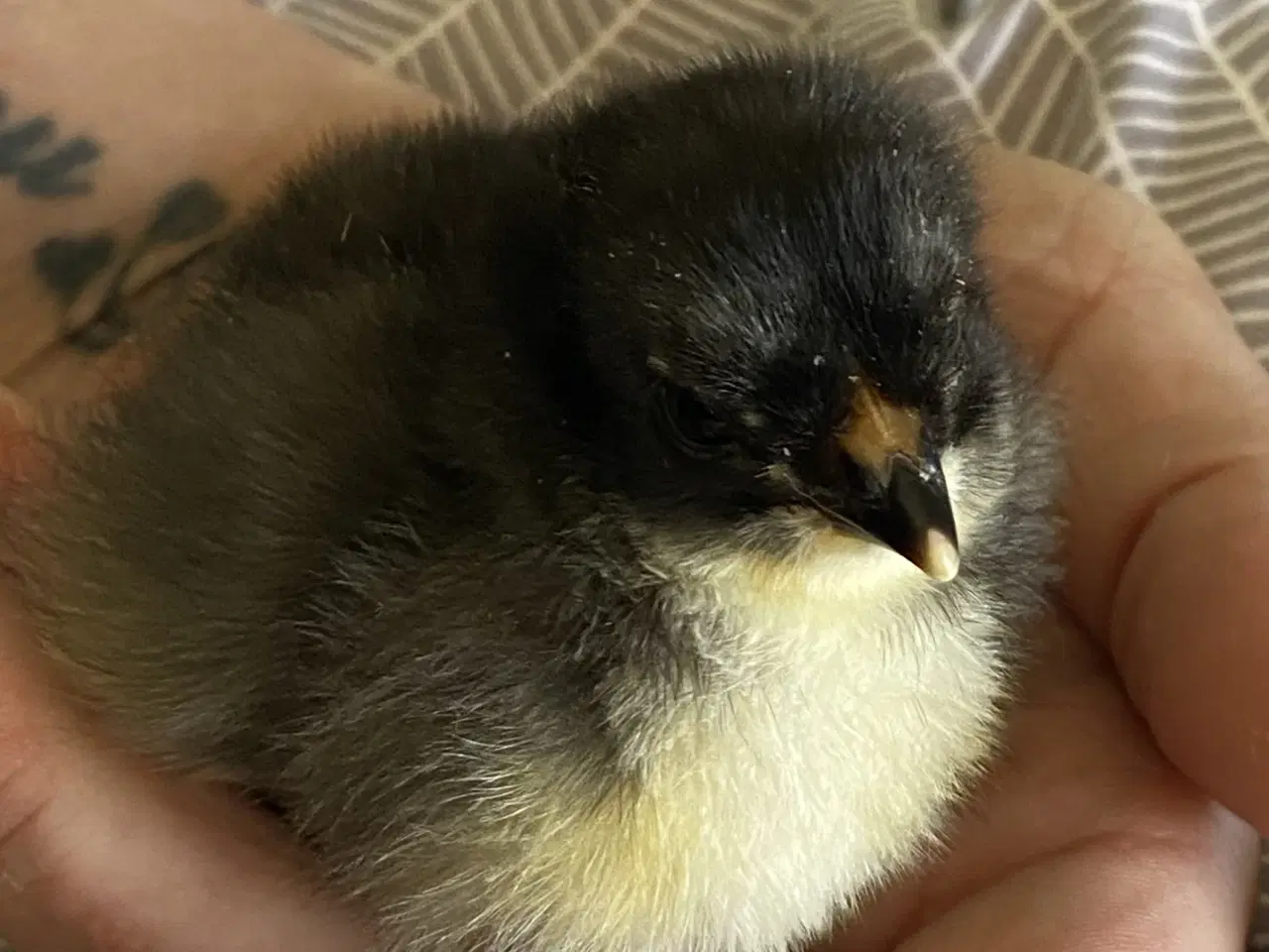 Billede 5 - Rugeæg Brahma stor