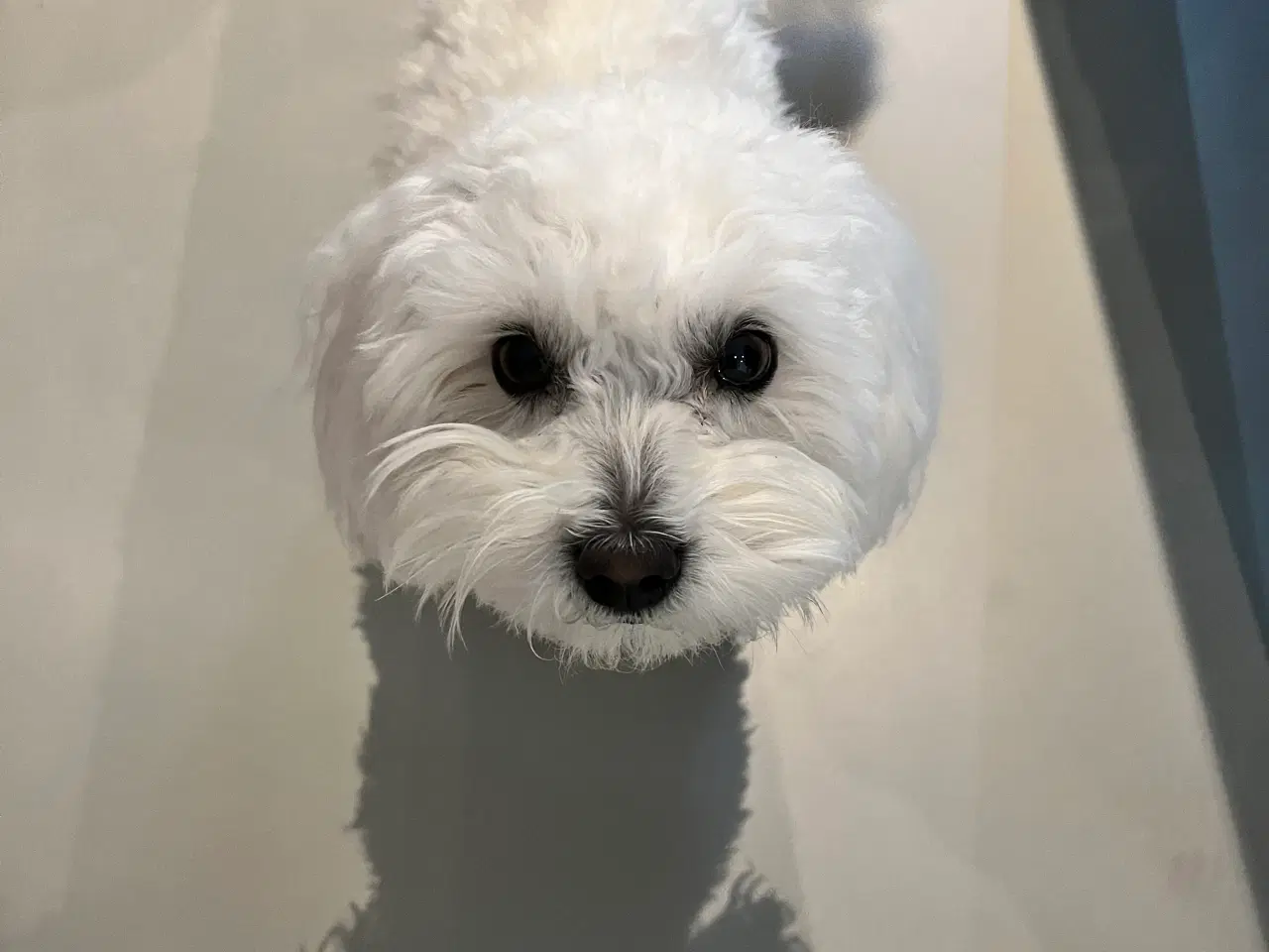 Billede 1 - Coton de tulear Huxi tilbydes til avl