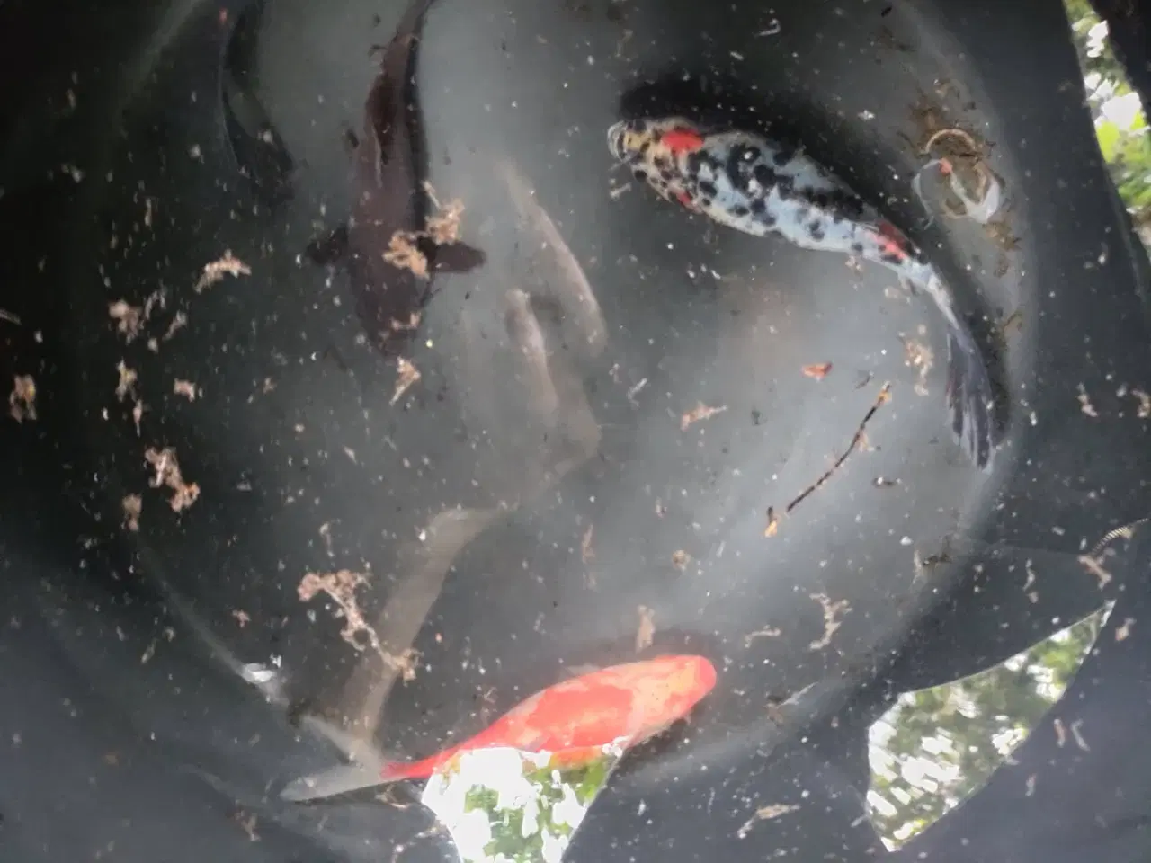 Billede 2 -  Guldfisk 4 stk fra nedlagt havedam