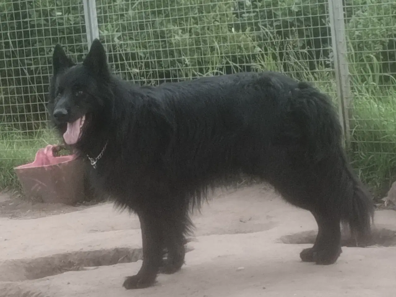 Billede 3 - Schæfer hvalp langhår sort