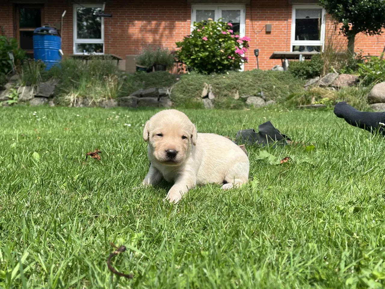 Billede 3 - Gule labrador hundehvalpe 30/8