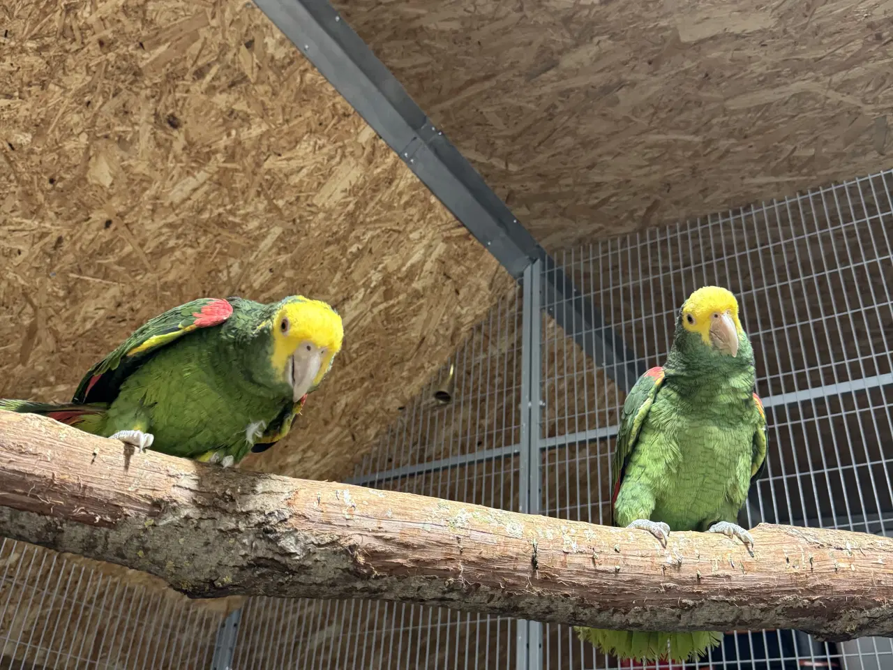 Billede 2 - 1.1 gulhovedet amazoner