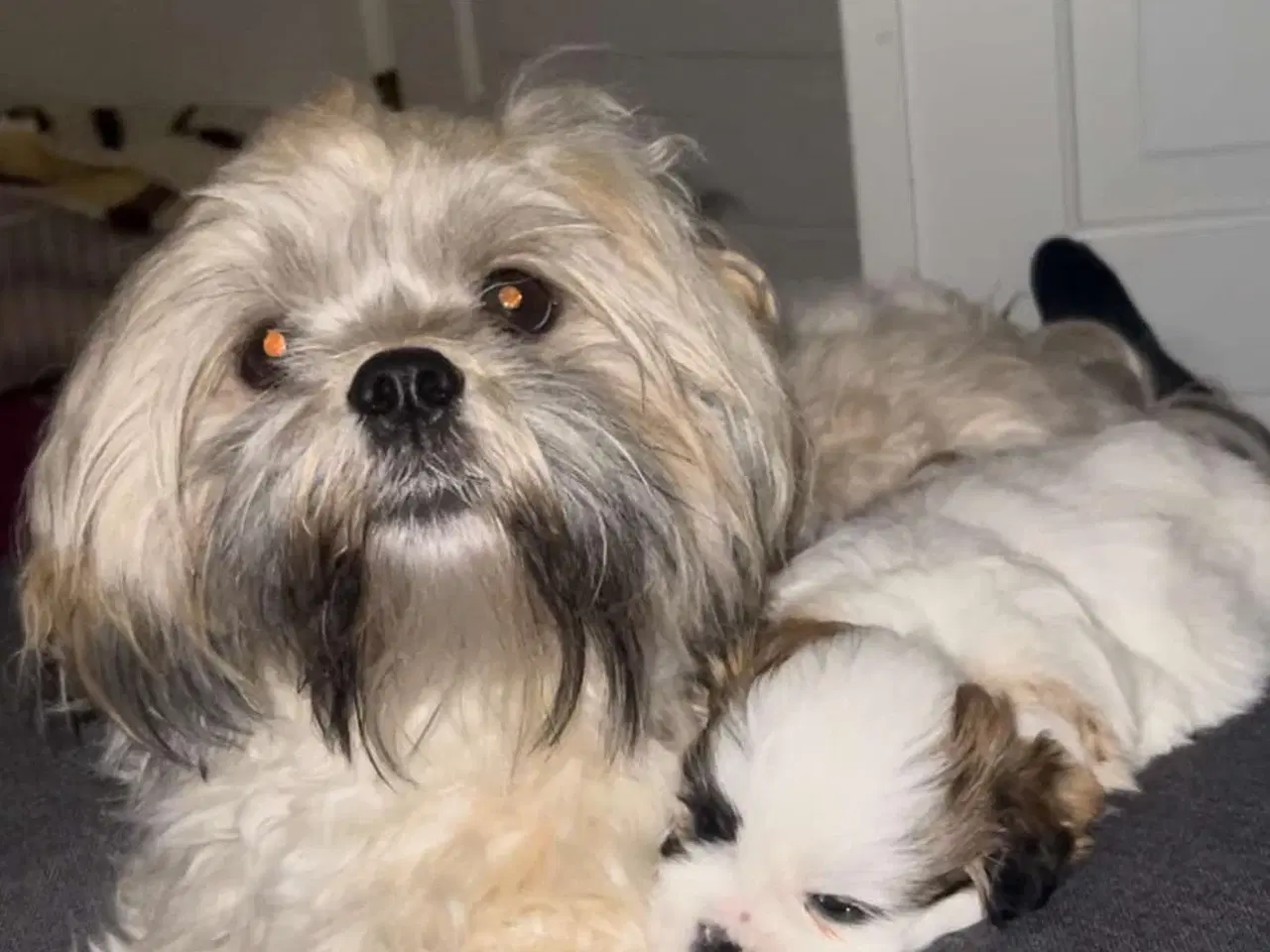 Billede 9 - Shih Tzu / Malteser hvalp til salg.( Boomer ) Pige