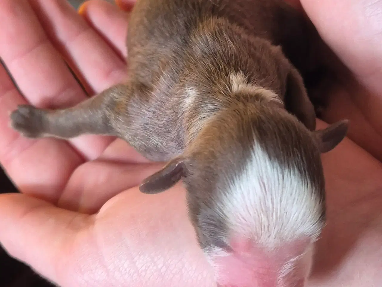 Billede 4 - CC Hunde hvalpe