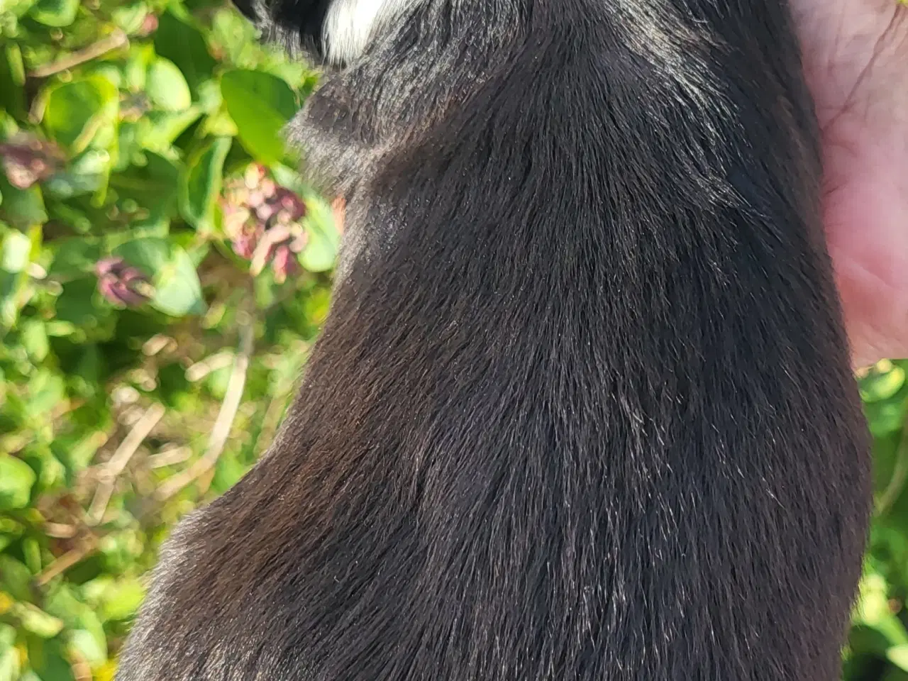 Billede 6 - Yndige Tibetanske Tempelhvalpe.