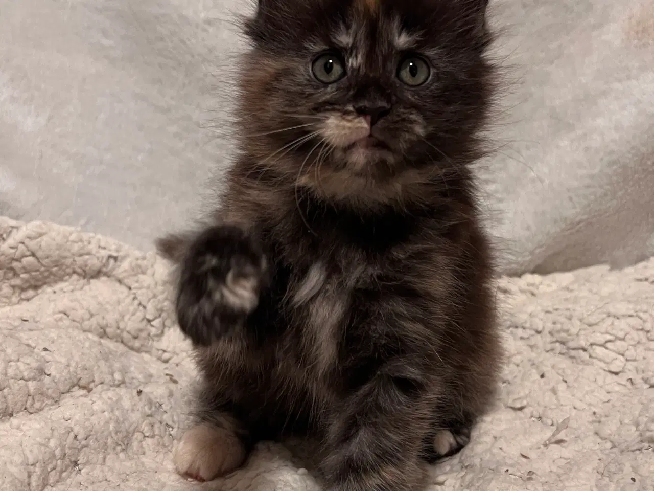 Billede 3 - Mainecoon killing 