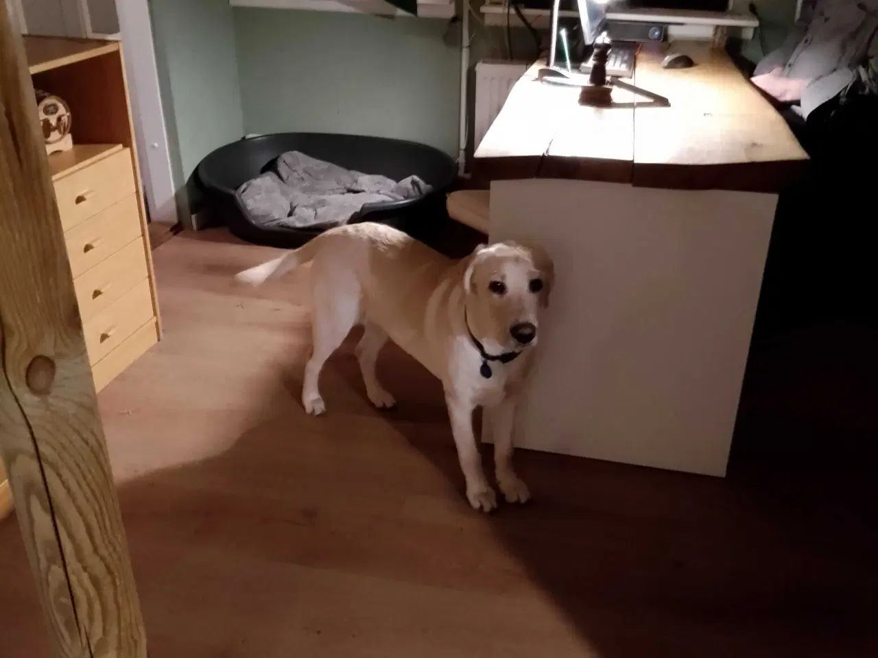 Billede 2 - Labrador Retriever han søger nyt hjem.