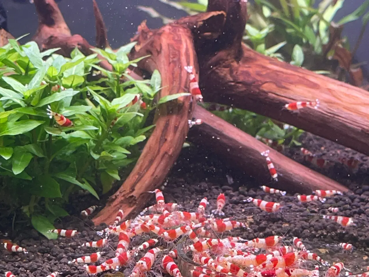 Billede 1 - Akvarie reje, Red Crystal caridina rejer