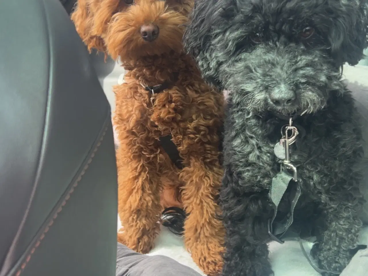 Billede 5 - Kælen dværgpuddel søger nyt hjem 