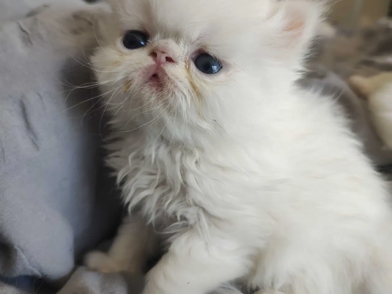 Billede 11 - Perser killinger 