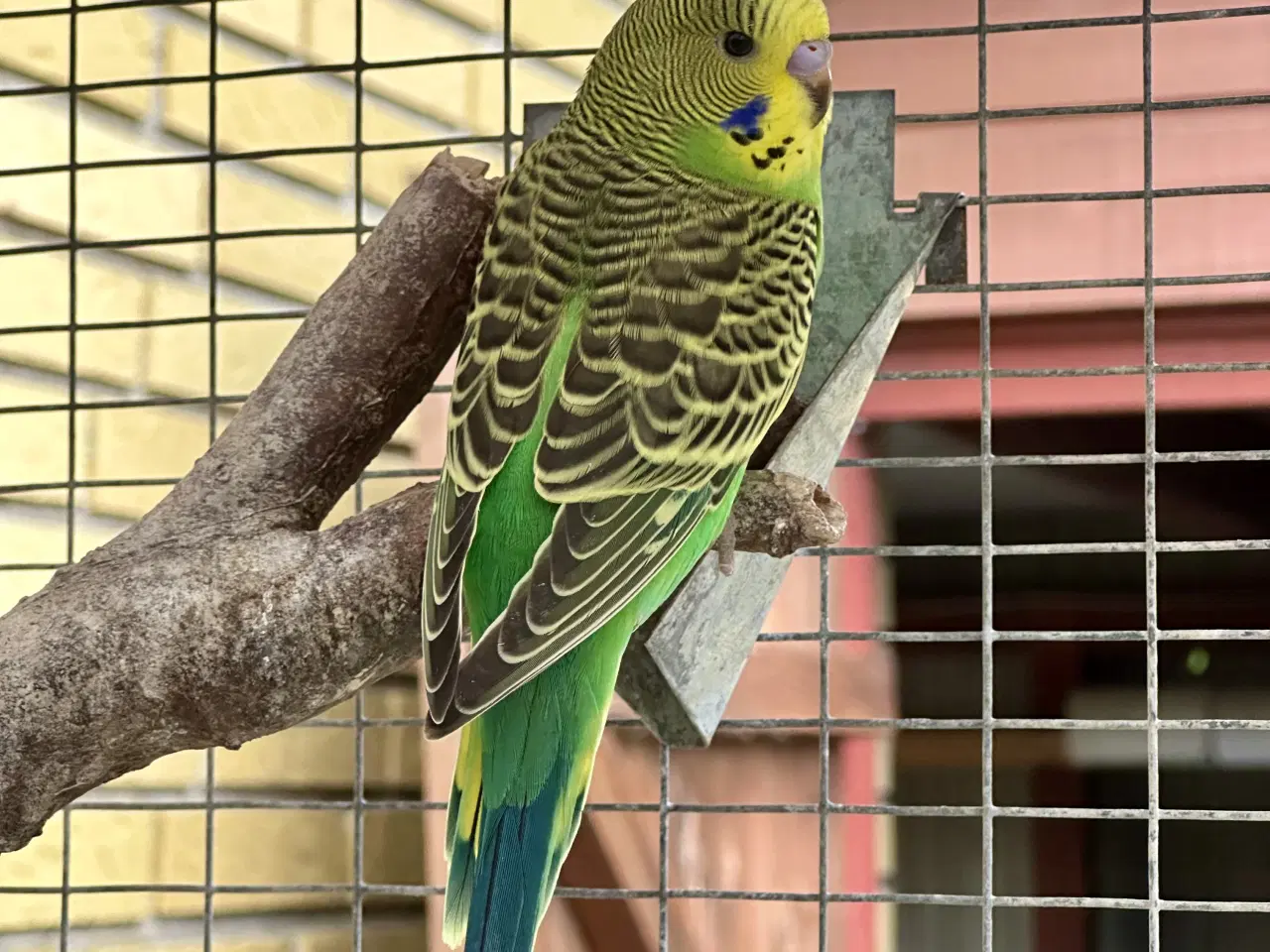 Billede 7 - Undulater fra 2025