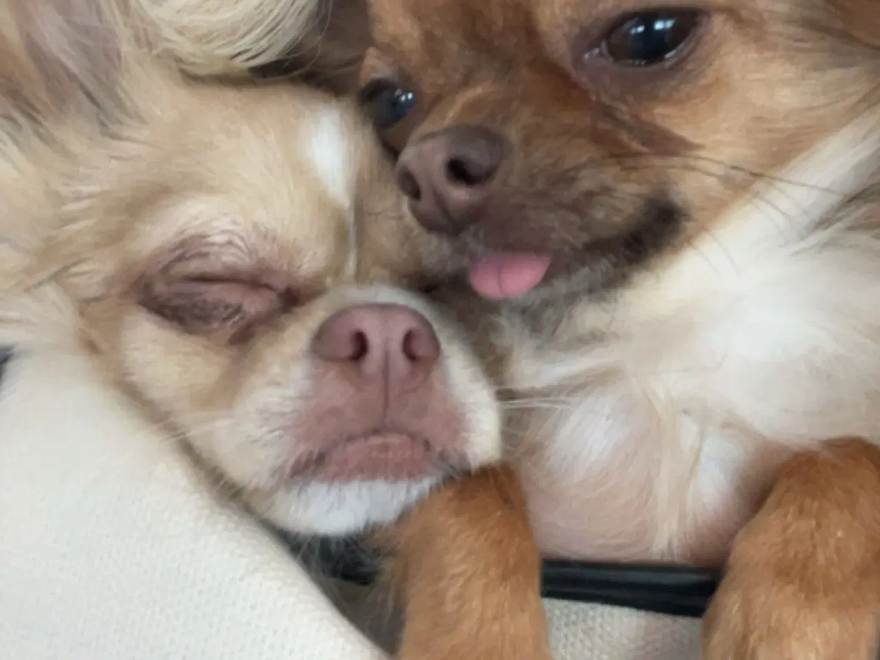 Billede 2 - Kærligt hjem søges til Coco 🐾🐶