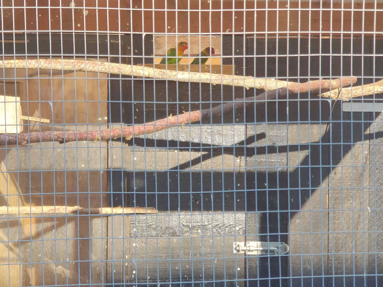 Billede 1 - Dværg papegøjer