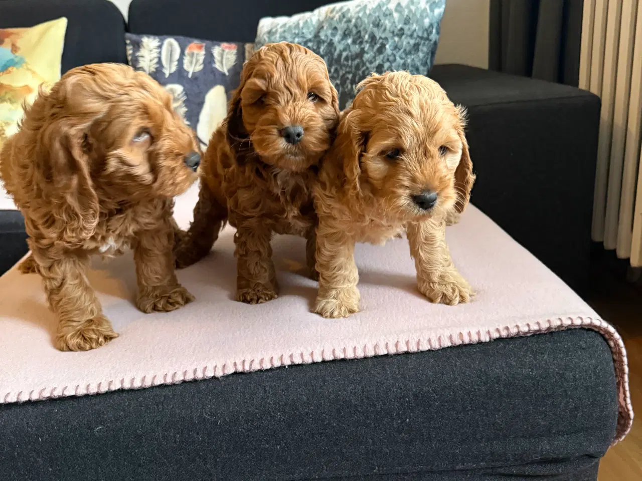 Billede 10 - Cockapoo hvalpe 8 uger 