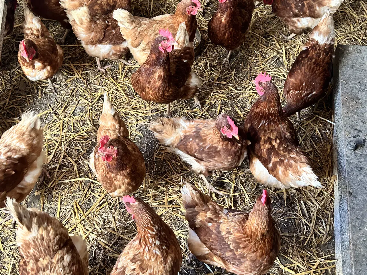 Billede 1 - Brun Lohmann