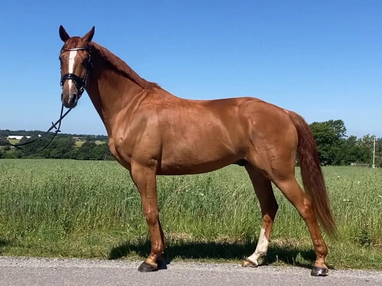 Billede 2 - Sød og cool dressur hest.