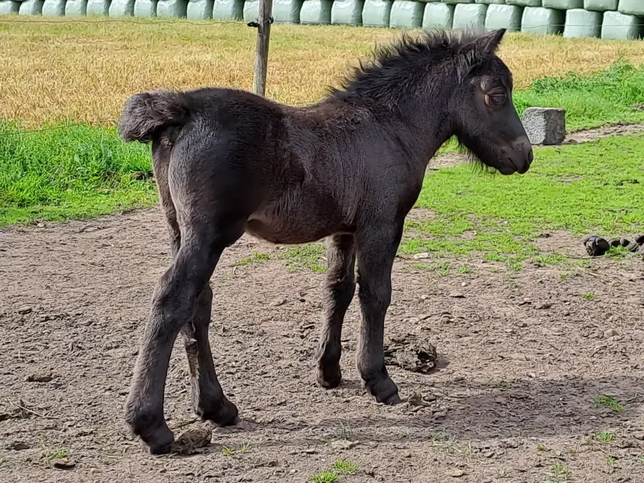 Billede 4 - Shetlandspony 2-års hingsteplage. 