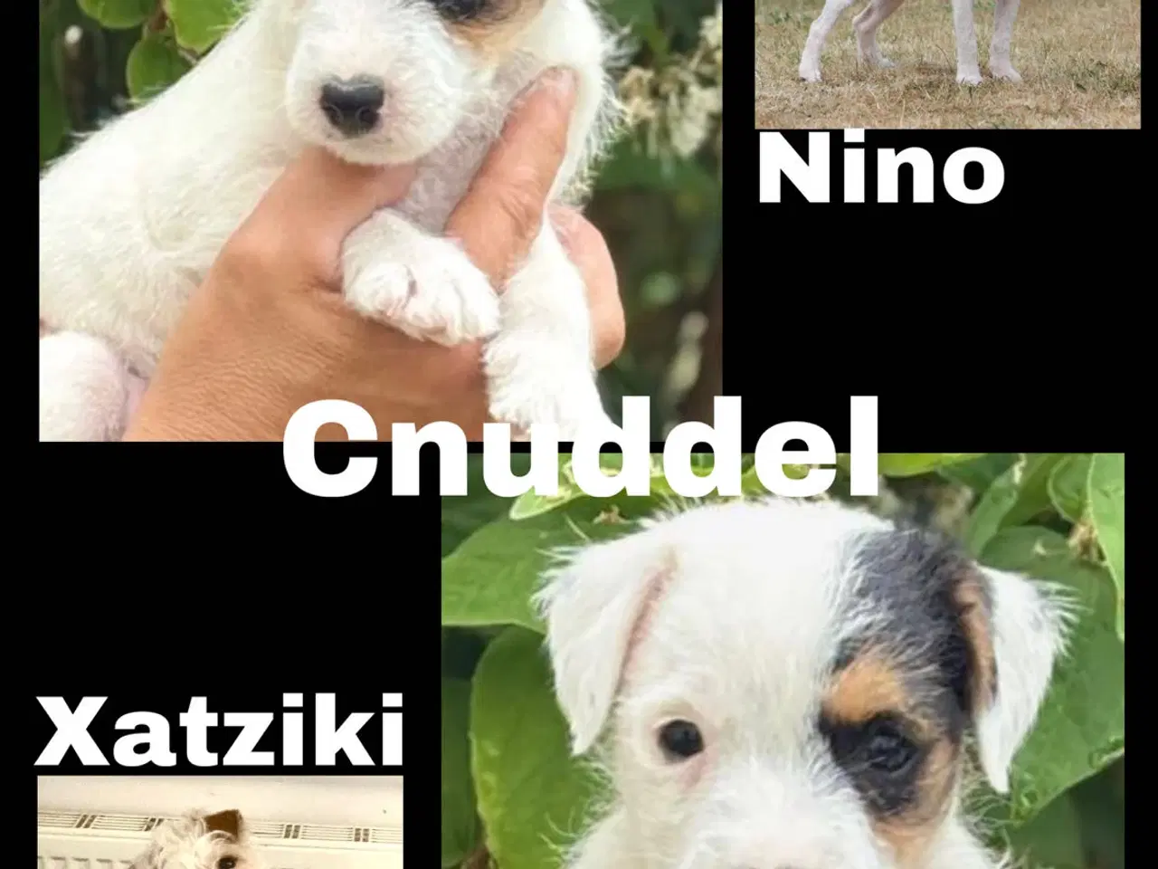 Billede 1 - Cnuddel (Parson Jack Russel Terrier)