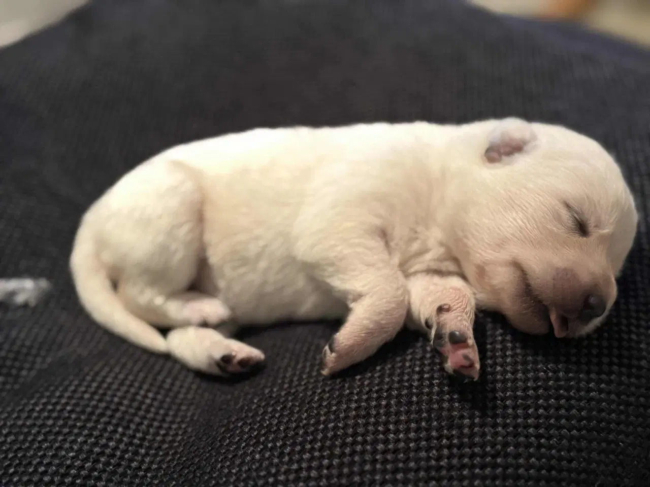 Billede 17 - Ønsker du en hund i julegave