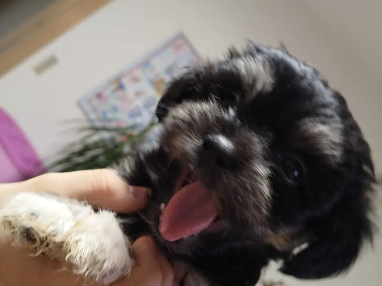 Billede 3 - Bichon Havanais kvalpe 🤗🐶🥰♥️