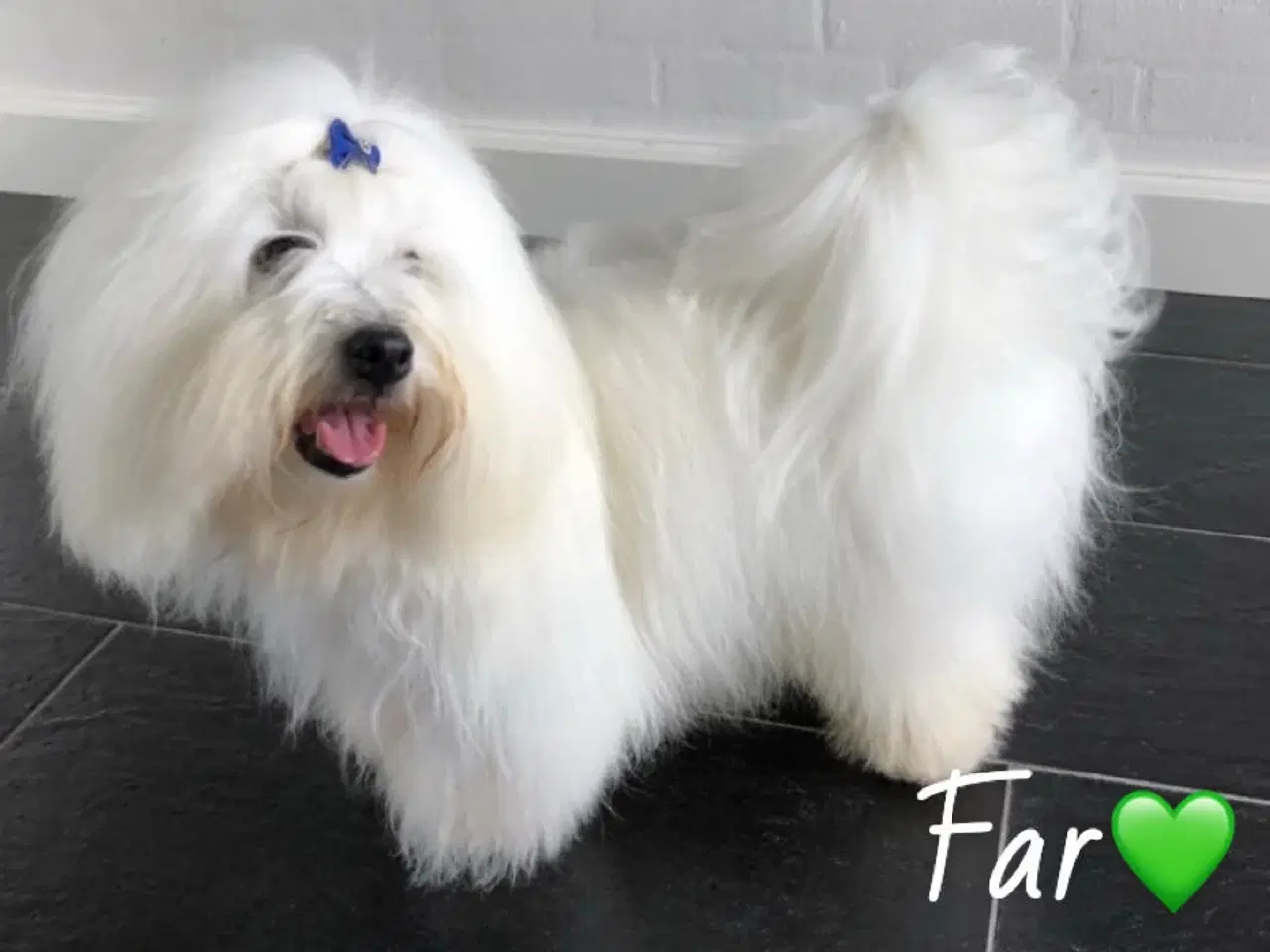 Billede 18 - Coton de tulear - Bomulds bamser
