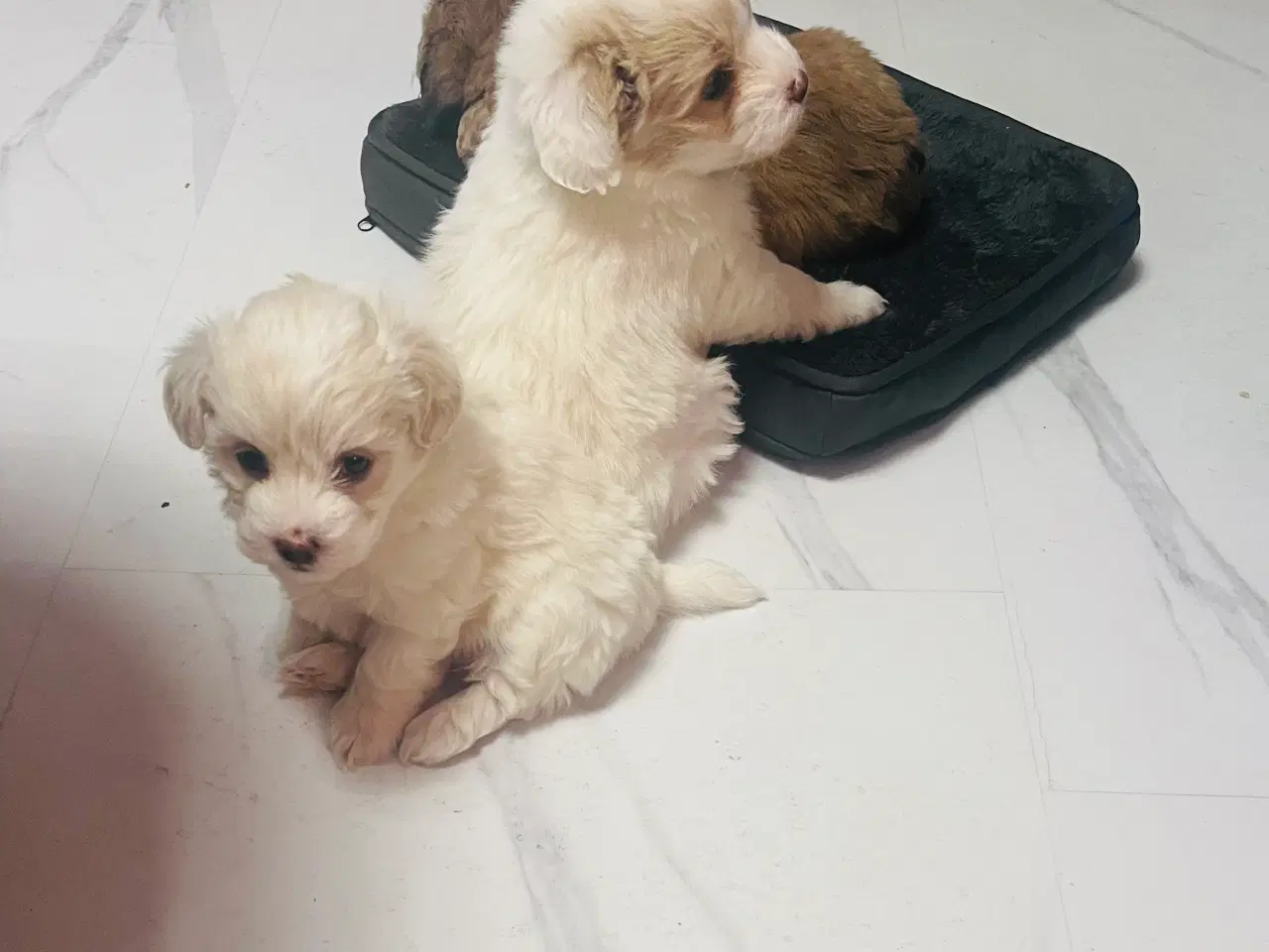 Billede 8 - Cottonpoo eller potton hvalpe