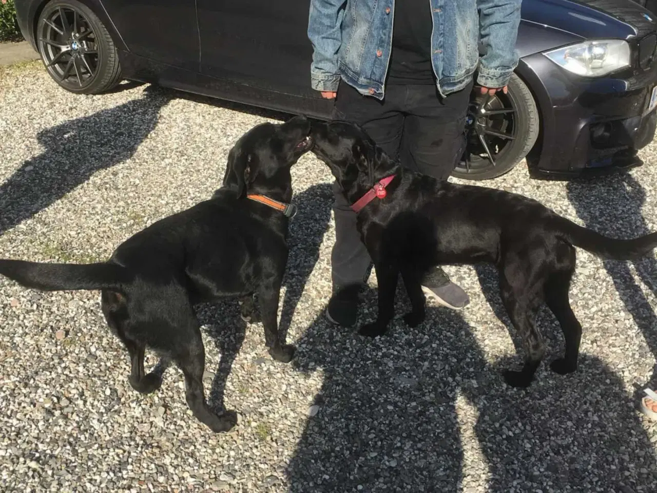 Billede 6 - Labrador F1 hvalpe