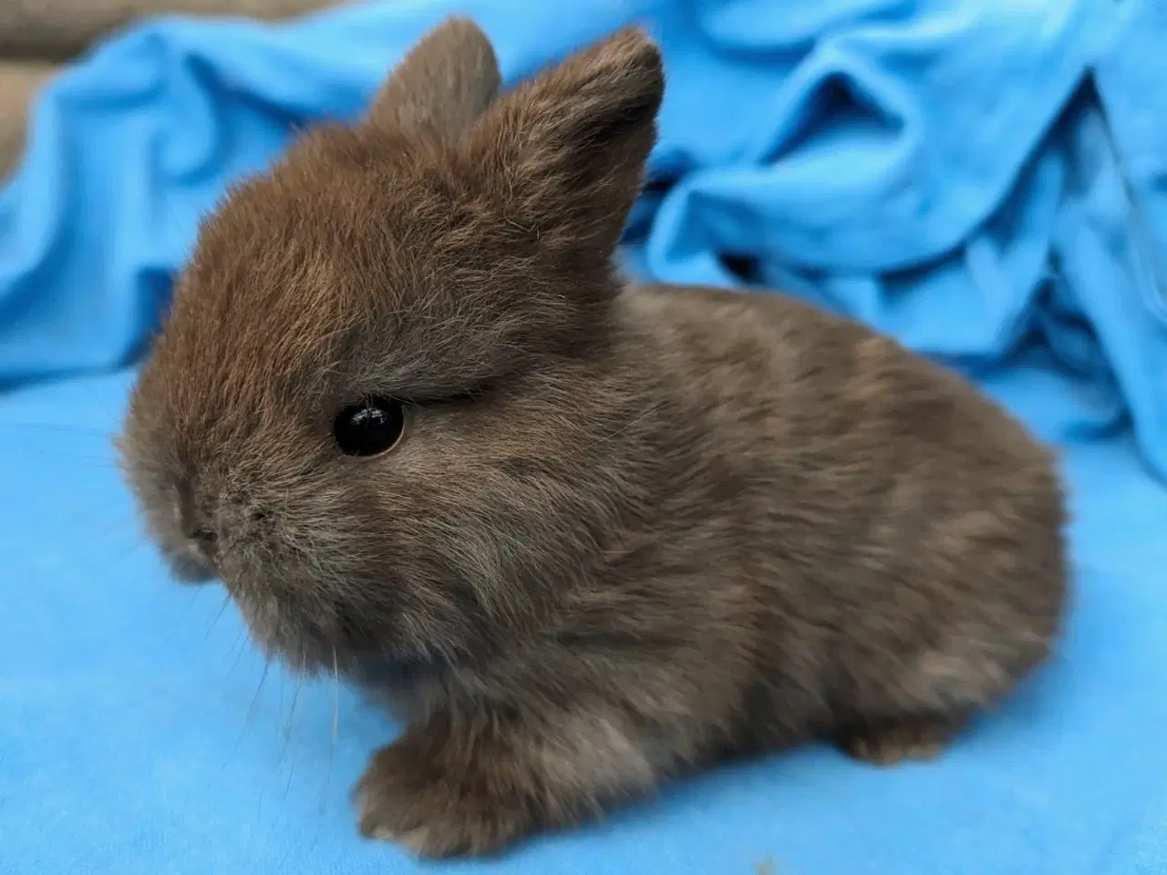 Billede 1 - Hermelin/minilop kaninunge