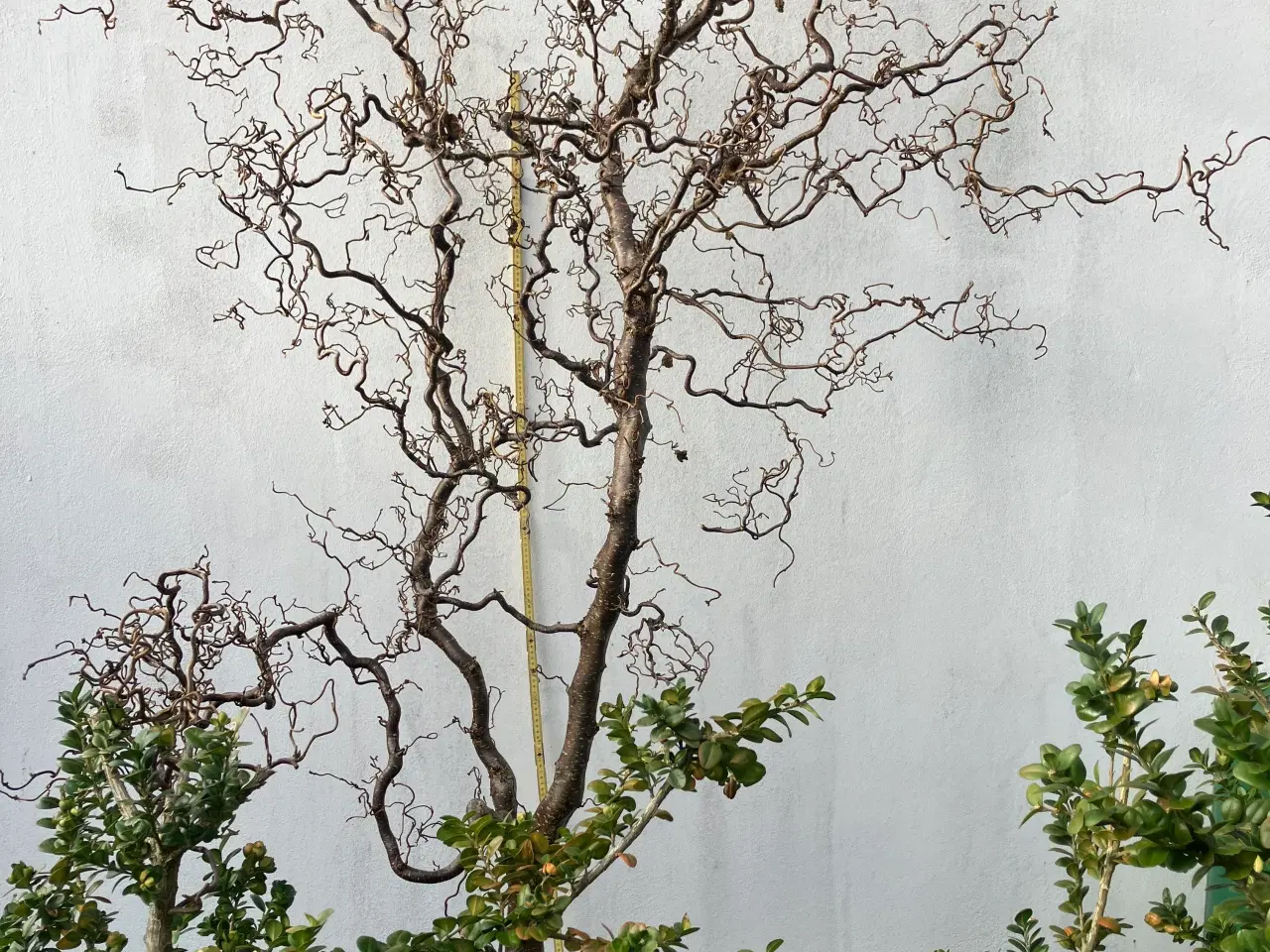 Billede 4 - Grene fra små større størst